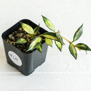 Hoya lacunosa (Inner Variegated) | 2-Inch | Exact Plant | Free Live Arrival Guarantee