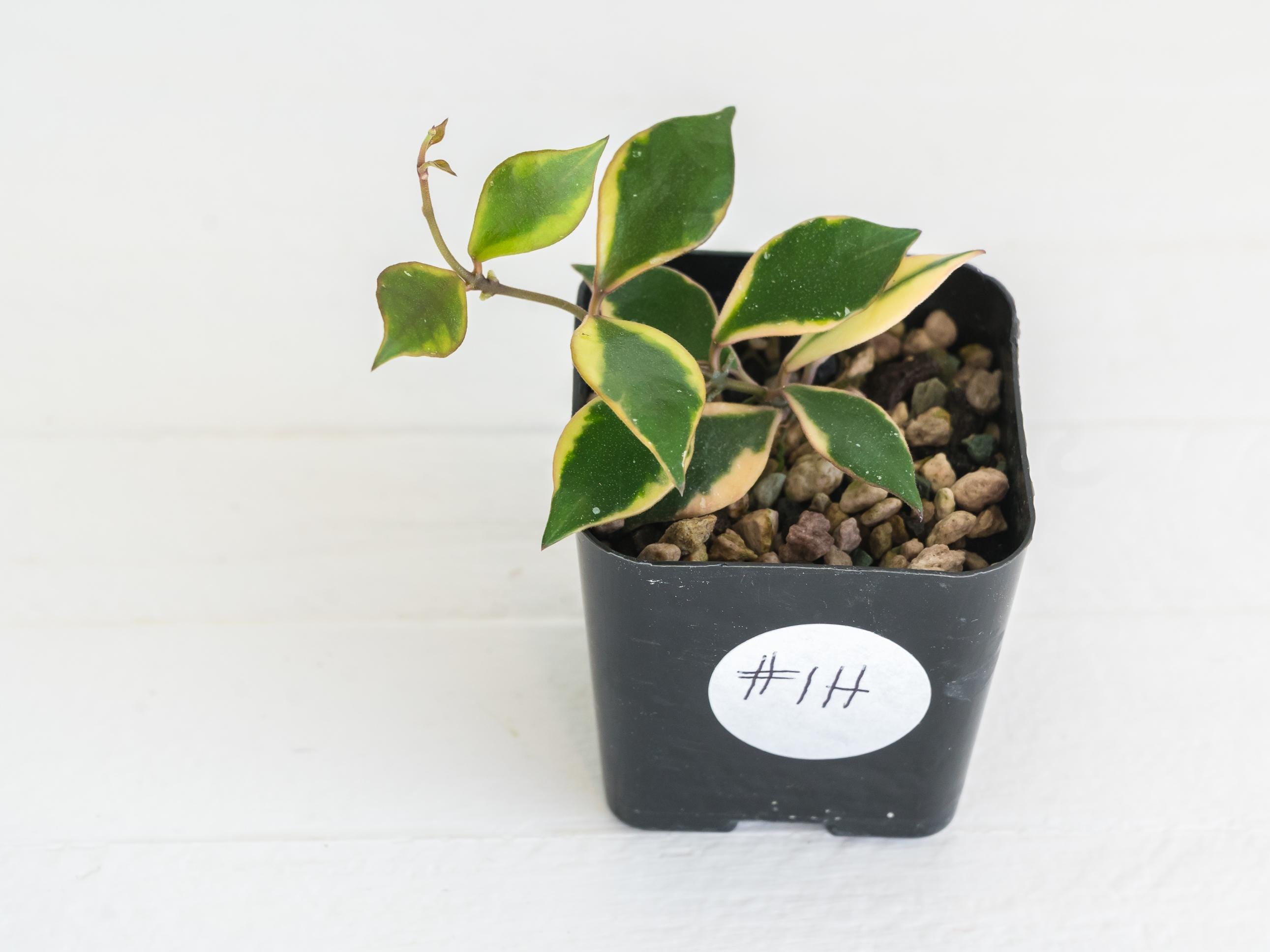 Hoya Bakoensis - Etsy