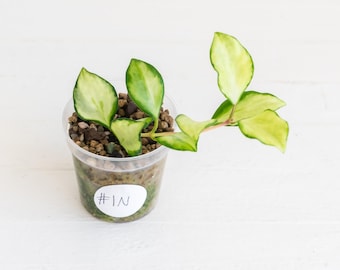 May include: A Hoya plant with variegated green and yellow leaves planted in a clear plastic cup filled with potting medium. A white circular sticker with the handwritten text #1N is attached to the side of the cup, which contains soil and moss.
