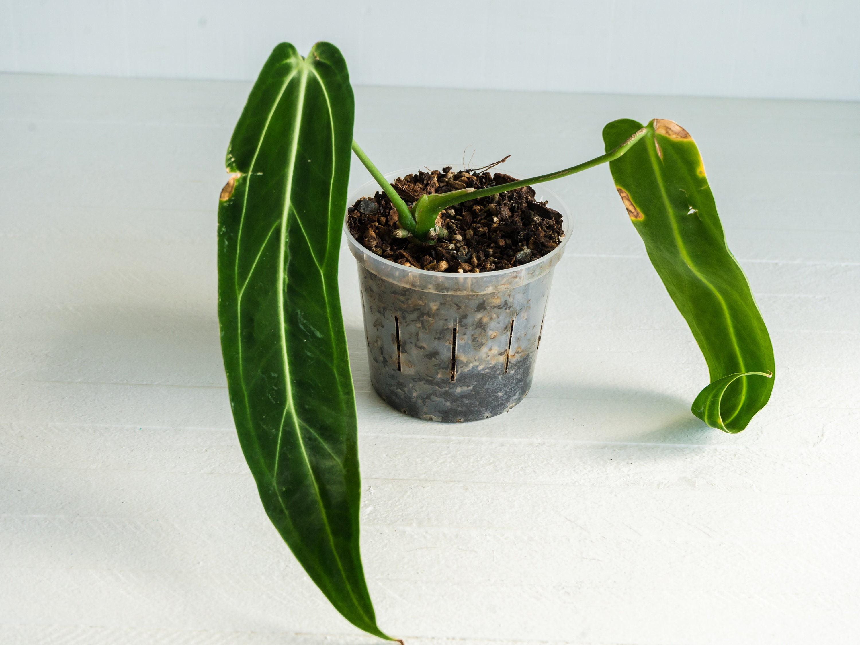 4-inch Anthurium Warocqueanum Dark Form aka Dark Queen - Etsy
