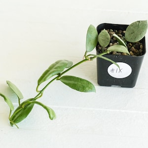 Hoya lacunosa &#39;Silver Mint Coin&#39; | 2-Inch | Exact Plant | Free Live Arrival Guarantee