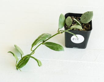 Hoya lacunosa &#39;Silver Mint Coin&#39; | 2-Inch | Exact Plant | Free Live Arrival Guarantee