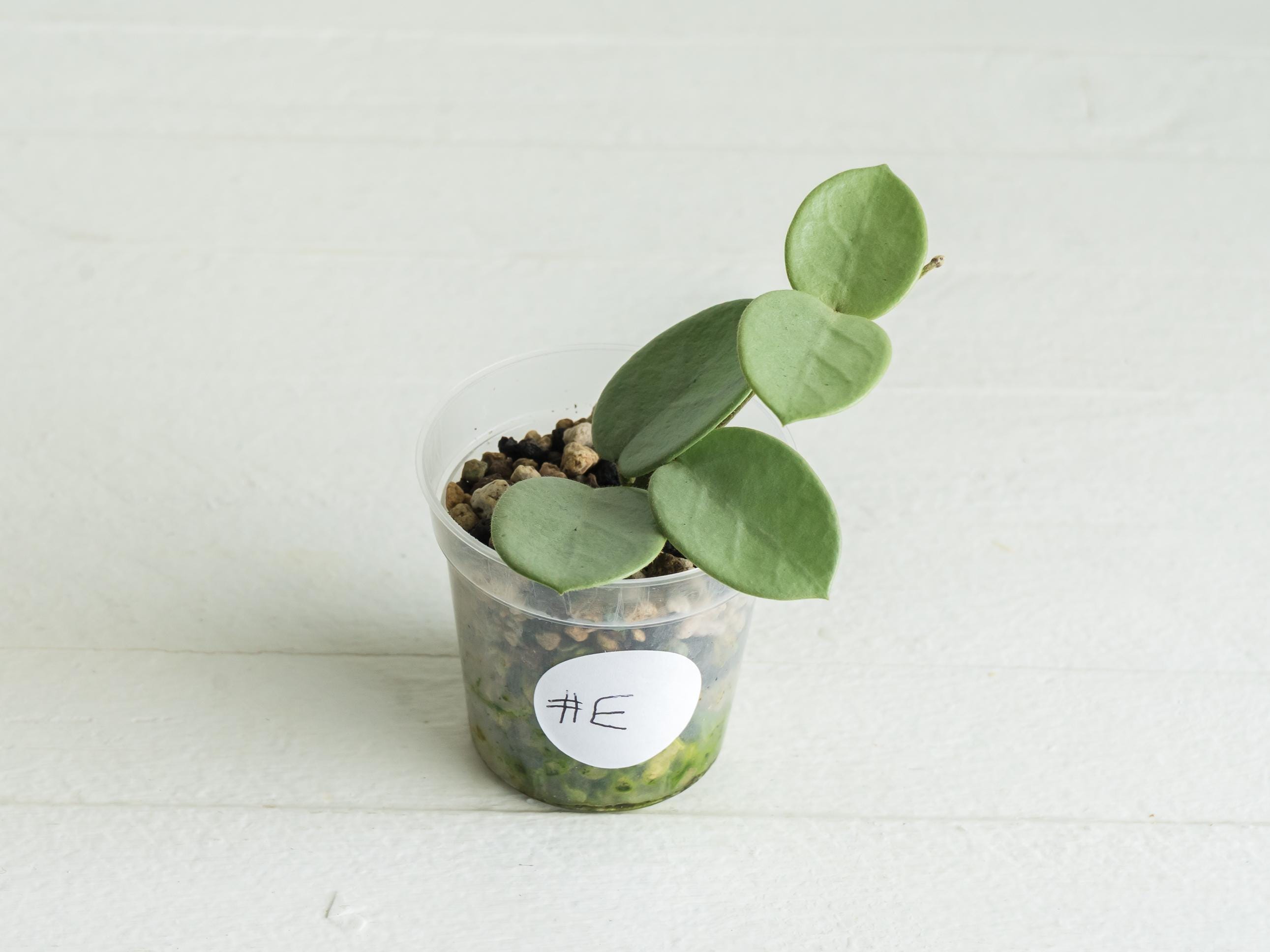 Hoya Mathilde Grey Fairy - Etsy