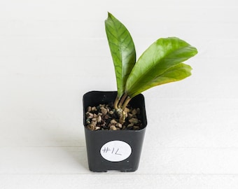 May include: A small green plant with two prominent, glossy, veined leaves growing from a black square plastic pot. The pot contains a soil mix with small pebbles and features a white circular sticker with the handwritten text #1L.