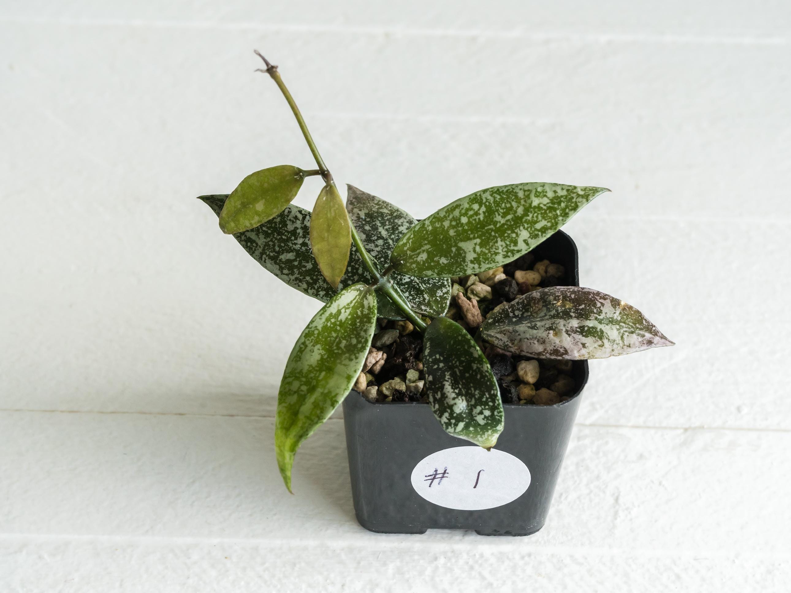 52 ＊ホヤ ＊Hoya lacunosa ＊purple ＊ラクノーサパープル 公式 52 ＊ホヤ ＊Hoya lacunosa ＊purple ＊ラクノーサパープル