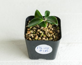 Hoya sp EPC-319 PG 04 | Mini Wayetii or Kentiana | 2-Inch | Exact Plant | Rooted Cuttings | US Seller | Free Heat Pack and Insulation