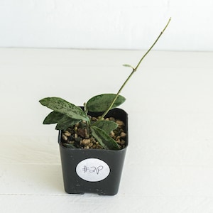 May include: A small potted plant with green and white speckled leaves and a long stem. The plant is in a black square pot with a white sticker that reads "#2P". The pot sits on a white surface.