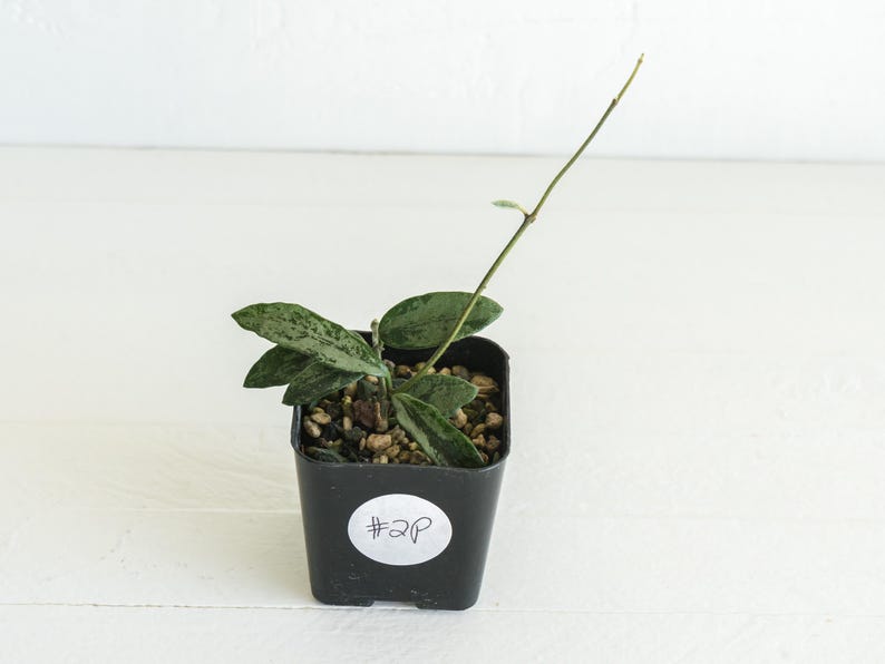 May include: A small potted plant with green and white speckled leaves and a long stem. The plant is in a black square pot with a white sticker that reads "#2P". The pot sits on a white surface.