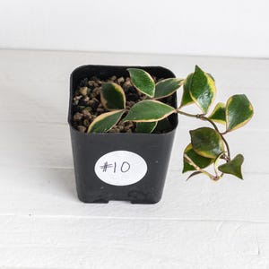Hoya Bakoensis - Etsy