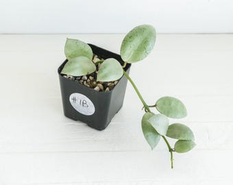 Hoya lacunosa 'Silver Mint Coin' | 2-Inch | Exact Plant | Free Live Arrival Guarantee