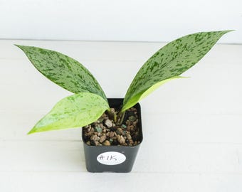 Hoya pubicalyx 'Pink Silver Ghost' | 2-Inch | Exact Plant | Free Live Arrival Guarantee