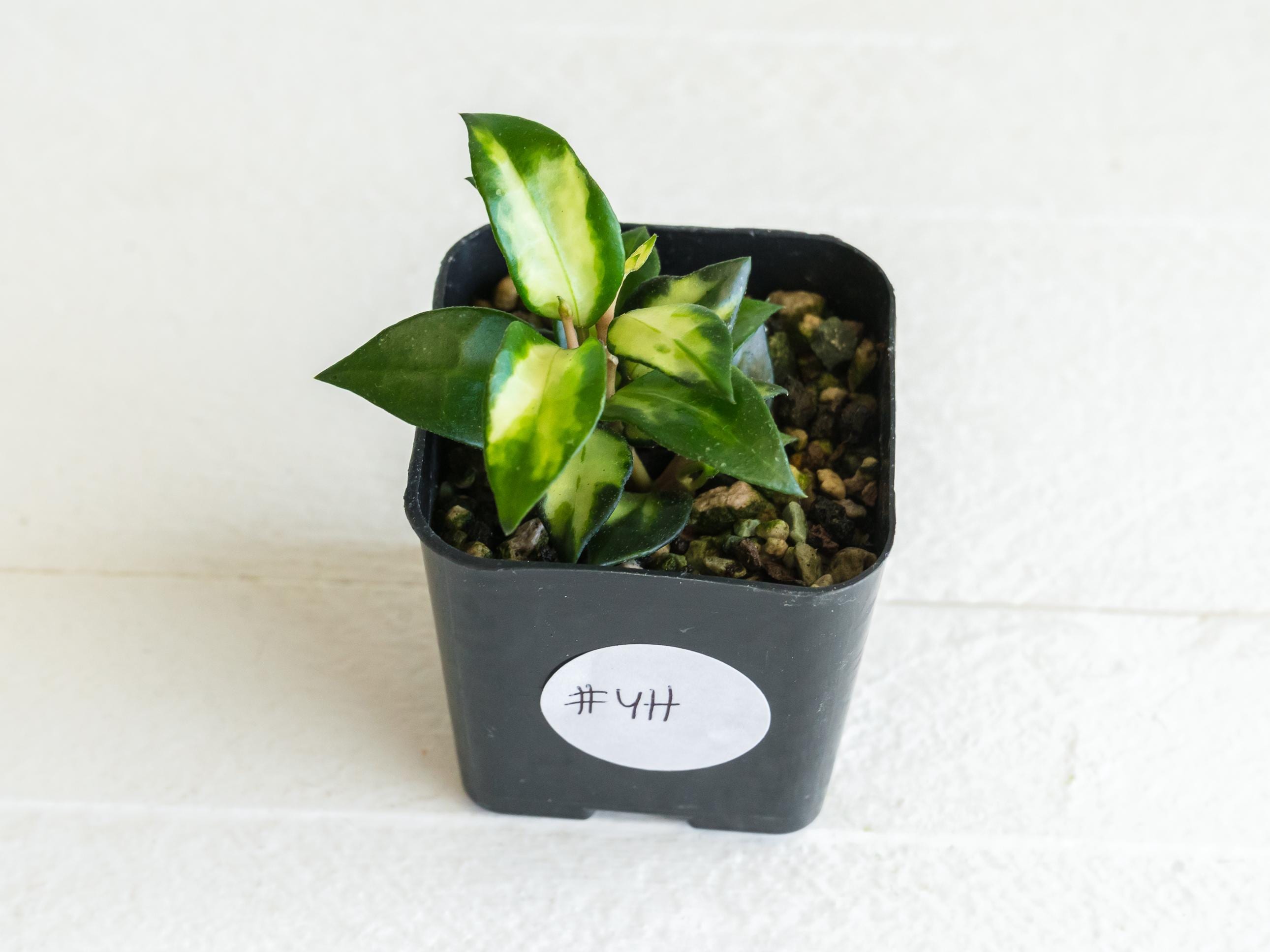 No.3＊Hoya ＊ ホヤ ＊ ラクノーサ ＊ lacunosa Bruno Hoya Lacunosa Bruno 3” - Succulents Empire
