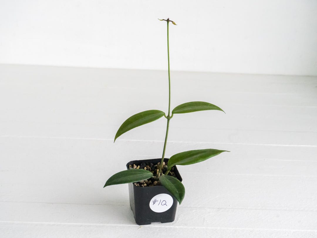 小物 hoyadara66 Hoya australis 'Lisa' (Wax Plant) – Southern Idaho Landscape Center