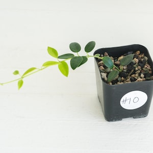 May include: A small trailing plant with dark green leaves near the base and lighter, lime-green leaves on the extending vine. The plant is potted in a black square plastic container filled with small pebbles and marked with a white #10 sticker.