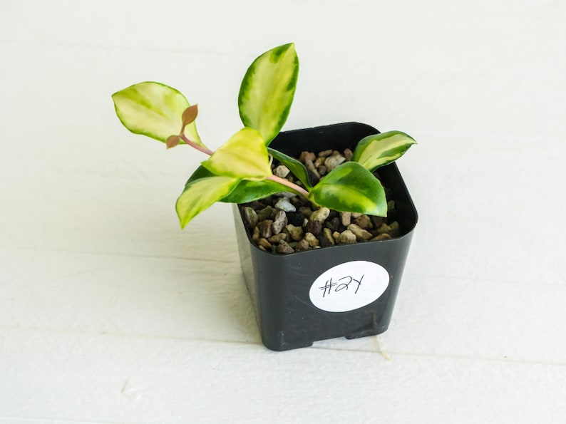 HoyaTreasures Hoya heuschkeliana - Thumbnail 2