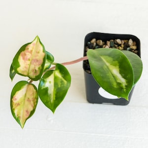 Hoya Carnosa Madara 'snow Angel's - Etsy