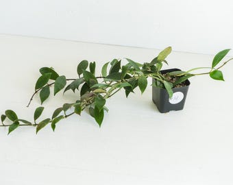 Hoya 'Rebecca' | 2-Inch | Exact Plant | Free Live Arrival Guarantee