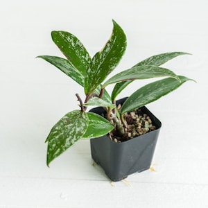Hoya Pubicalyx Albo Splash - Etsy