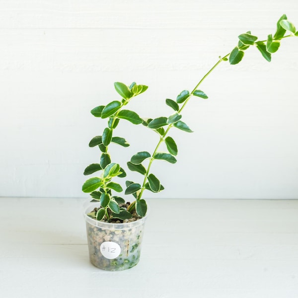 Hoya cumingiana (Albo | Outer Variegated) | Exact Plant Shown | Rooted in 3-Inch Pot