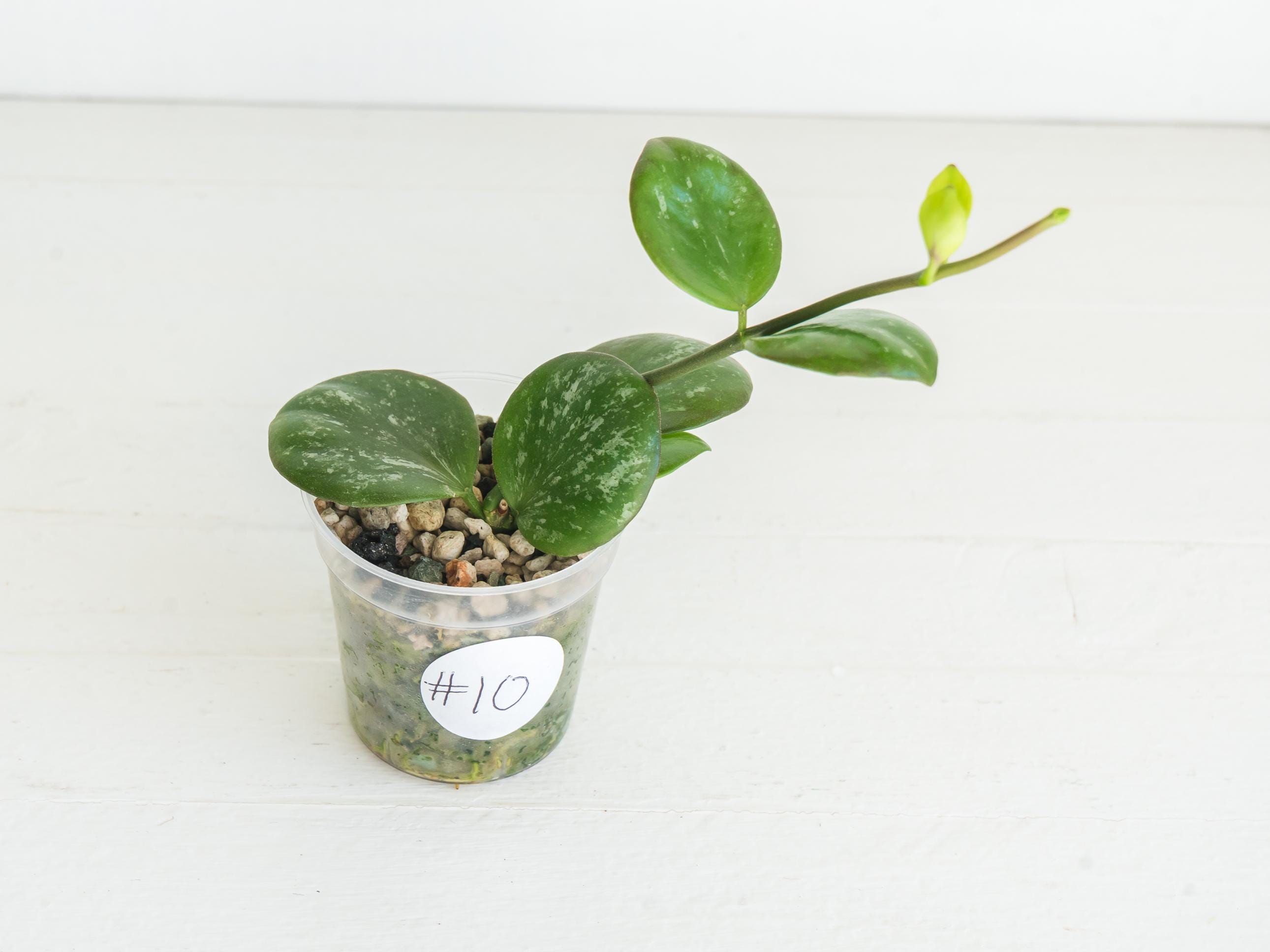Hoya Lyi Noid - Etsy