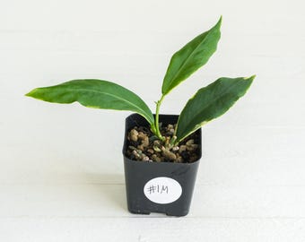 May include: A small green plant with three elongated, pointed leaves featuring light yellow edges, planted in a black square plastic pot filled with chunky soil mix. A white circular sticker on the front of the pot displays the handwritten text #1M.