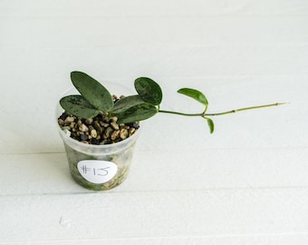 May include: A small Hoya plant with variegated, oval-shaped green leaves growing in a clear plastic pot filled with chunky potting medium. A white circular sticker with the handwritten text #15 is attached to the side of the transparent container.
