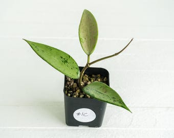 Hoya &#39;Snow Cui&#39; (Silver) | 2-Inch | Exact Plant | Free Live Arrival Guarantee