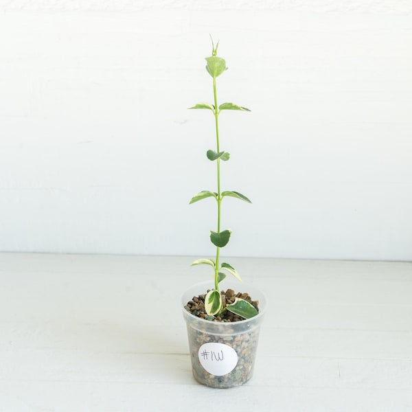 Hoya cumingiana (Albo | Outer Variegated) | Exact Plant Shown | Rooted in 2-Inch Pot
