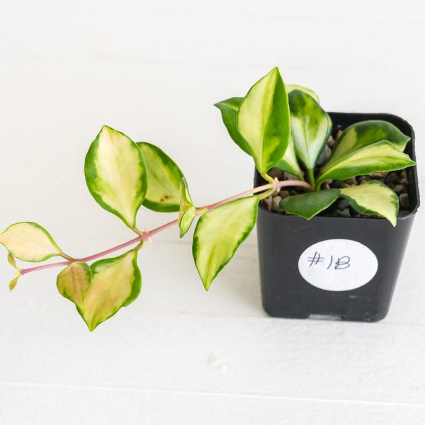 Hoya heuschkeliana (Inner Variegated) | 2-Inch | Exact Plant | Free Live Arrival Guarantee