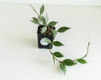Hoya Lacunosa Silver Lime | 2-Inch | Exact Plant | Free Live Arrival Guarantee