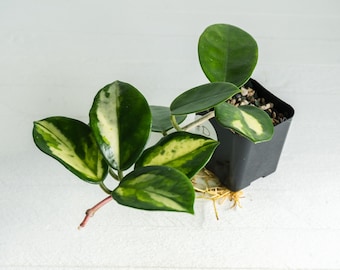 Hoya carnosa Madara′green edge′　希少品種 Hoya Carnosa 'madara Green Edge' | 2-inch | Exact Plant | Free