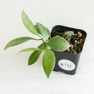 Hoya lacunosa &#39;Silver Mint Coin&#39; | 2-Inch | Exact Plant | Free Live Arrival Guarantee