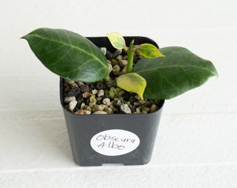 Hoya Obscura Albo | 2-Inch | Exact House Plant | Rooted Cuttings with New Growth | US Seller | Free Insulation