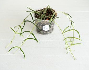 3-Inch Hoya Linearis  | Exact House Plant | Rooted Cuttings with New Growth | US Seller | Free Insulation