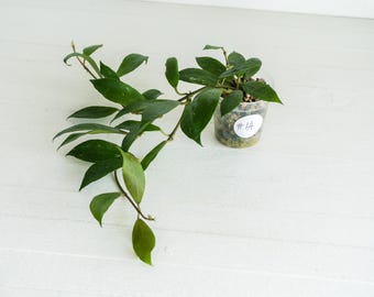 May include: A trailing Hoya plant with dark green, pointed, waxy leaves growing from a clear plastic pot filled with potting medium. A small white circular sticker with the handwritten text #1A is attached to the side of the pot.
