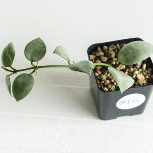 Hoya Lacunosa Silver Mint Coin | 2-Inch | Exact House Plant | Rooted with New Growth | US Seller | Free Insulation