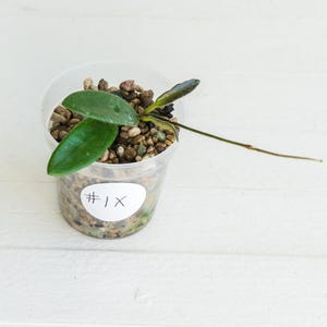 Hoya lyi | Exact Plant Shown | Rooted in 2-Inch Pot