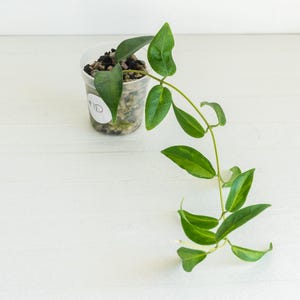 May include: A trailing green plant with pointed leaves growing from a clear plastic pot filled with potting medium. A small white circular label with the handwritten text #10 is attached to the side of the container, which holds the plant roots.