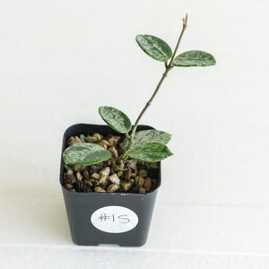 Hoya &#39;Mathilde&#39; (Splash) | 2-Inch | Exact Plant | Free Live Arrival Guarantee