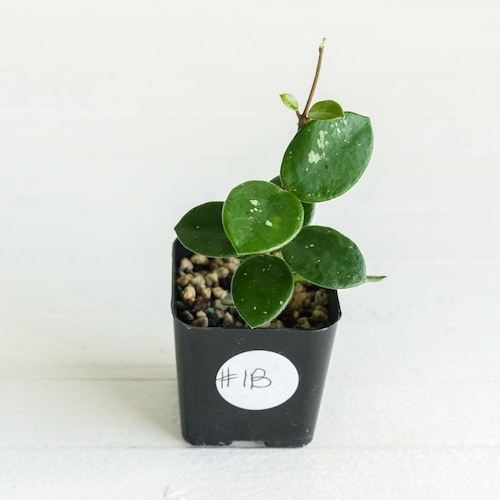 Hoya 'Mathilde' | Exact Plant Shown | Rooted in 2-Inch Pot