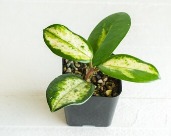 thedenplantshopさん専用 ＊ ホヤ ＊ hoya＊ Madara Hoya Carnosa Madara - thebasements.com
