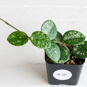 Hoya Mathilde Splash | 2-Inch | Exact House Plant | Rooted Cuttings with New Growth | US Seller | Free Insulation