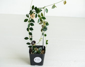 Hoya Pulleana （AKA Hoya IM-02 ）/lightly Rooted - Etsy