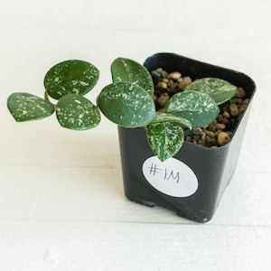 Hoya 'Mathilde' (Splash) | Exact Plant Shown | Rooted in 2-Inch Pot