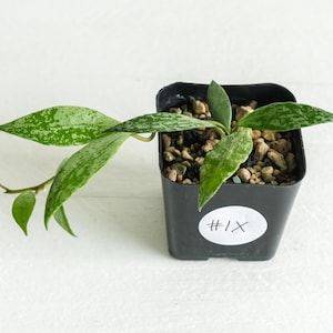 Hoya Lacunosa Silver Lime | 2-Inch | Exact Plant | Free Live Arrival Guarantee