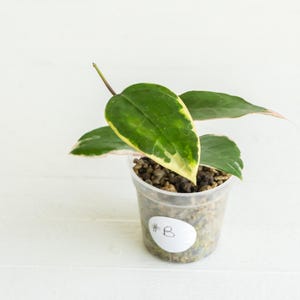 May include: A small Hoya plant with variegated green and cream leaves featuring pink edges, planted in a clear plastic pot filled with chunky potting medium. A white circular sticker with the handwritten text #B is attached to the side of the pot.