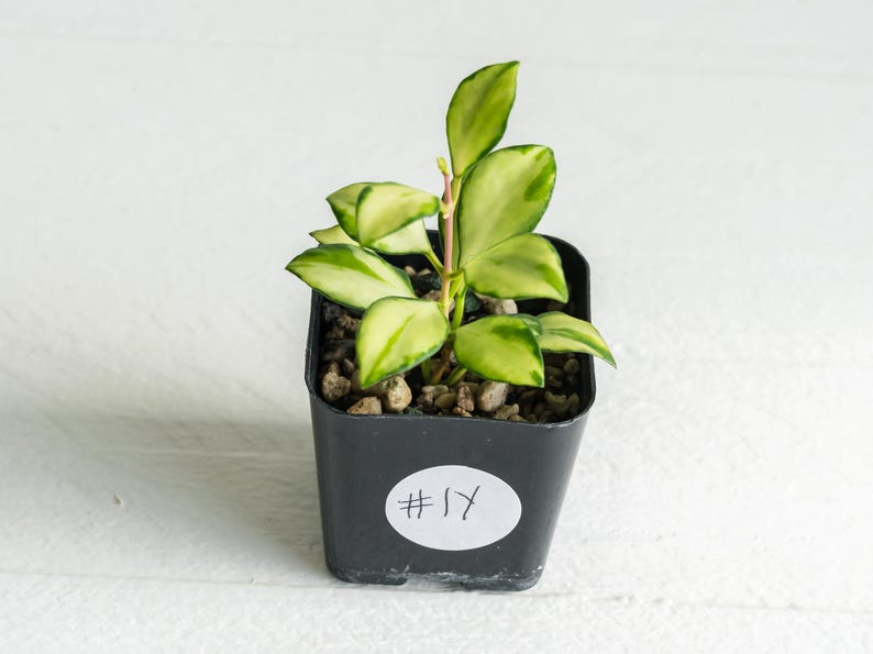 HoyaTreasures Hoya heuschkeliana