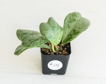 May include: A Hoya kerrii plant with three heart-shaped, variegated leaves featuring light green and dark green speckled patterns. The plant is potted in a small black square plastic container with a white circular label marked #1M.