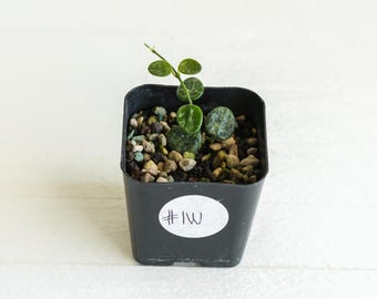 Hoya serpens (Splash) | 2-Inch | Exact Plant | Free Live Arrival Guarantee