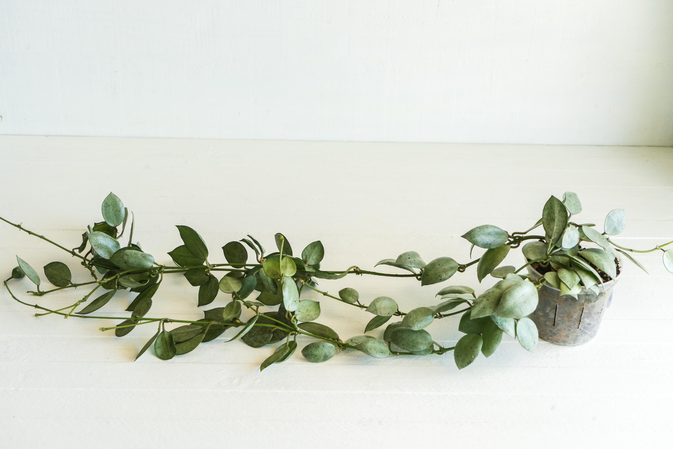 Hoya Lacunosa 'silver Mint Coin' | 3-inch | Exact Plant